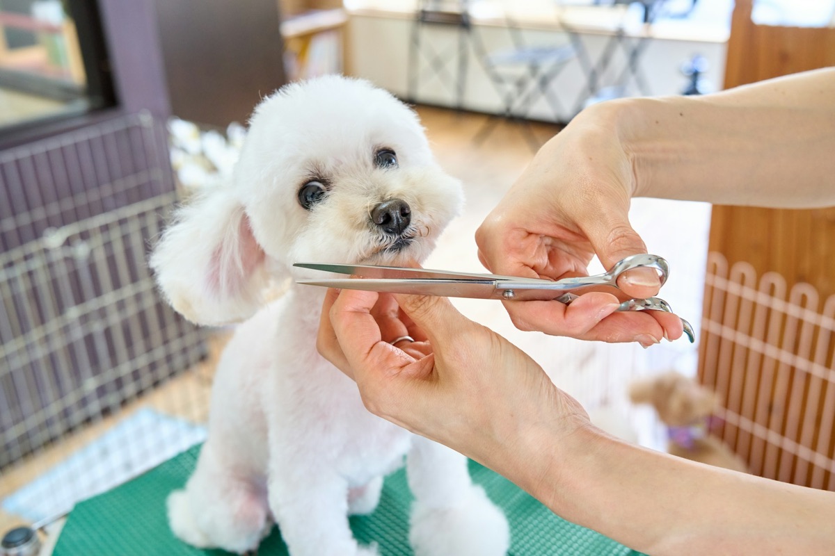 A groomer trimming a white poodle’s face with scissors